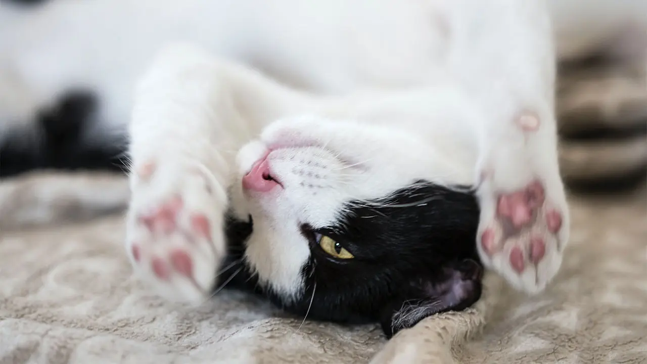 猫の肉球ケア方法:役割とおすすめケアグッズ紹介