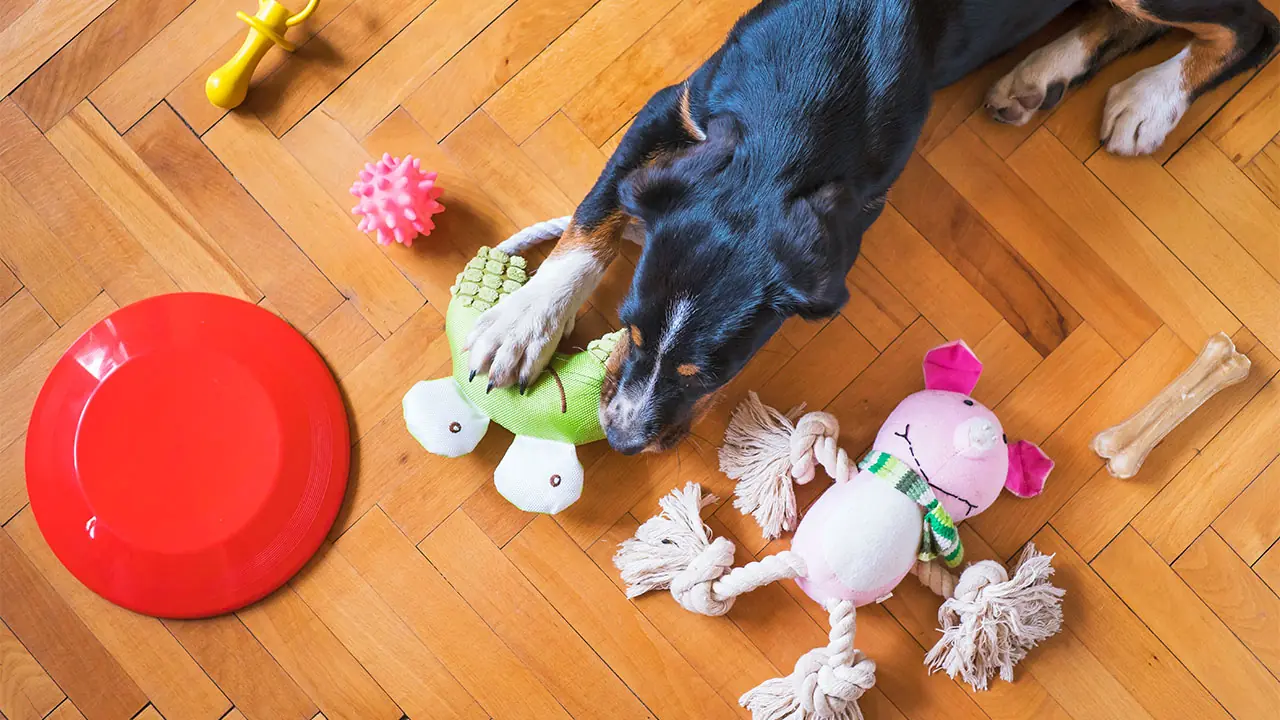 犬用のおもちゃを紹介!おもちゃの役割・種類・遊び方