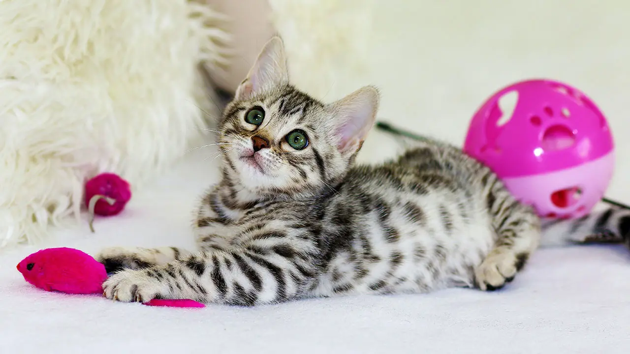 猫用のおもちゃを紹介!おもちゃの種類・役割・遊び方