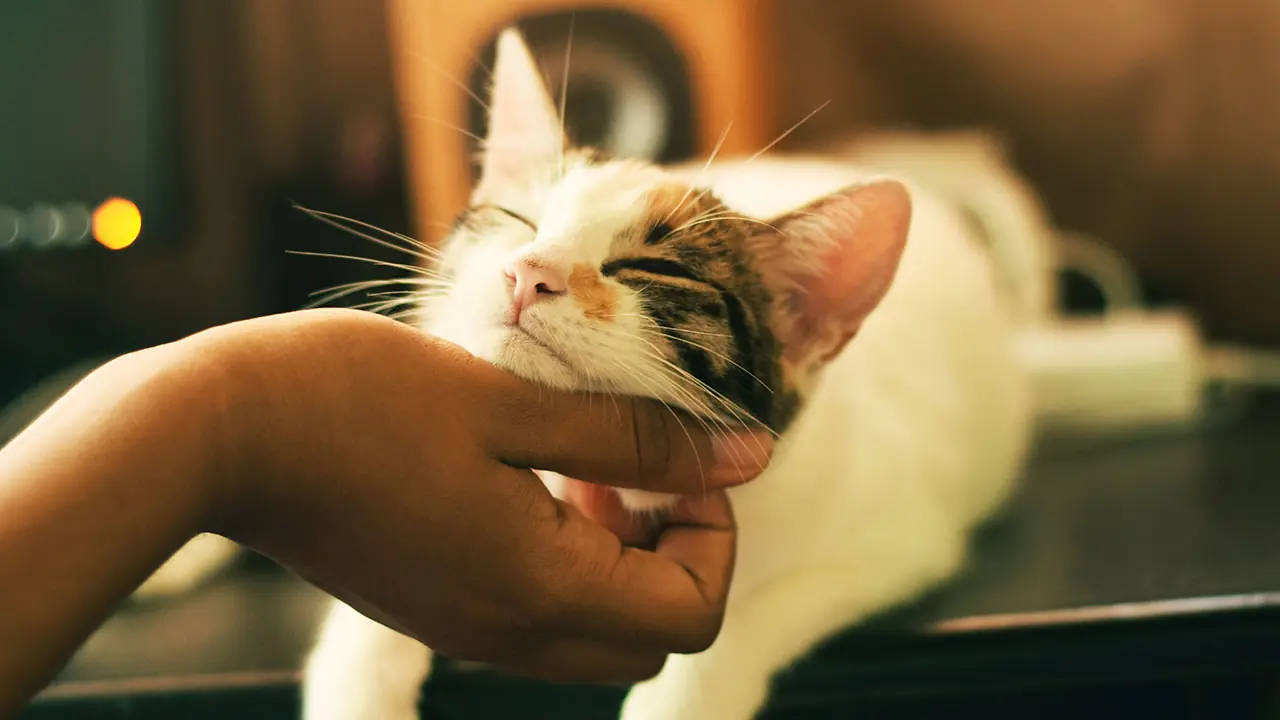 愛猫のブラッシングのやり方紹介、ブラッシング方法やブラシの選び方